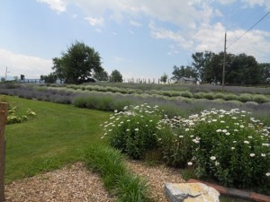 White Oak Lavender Farm - July 2013