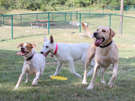 Harrisonburg's New Dog Park