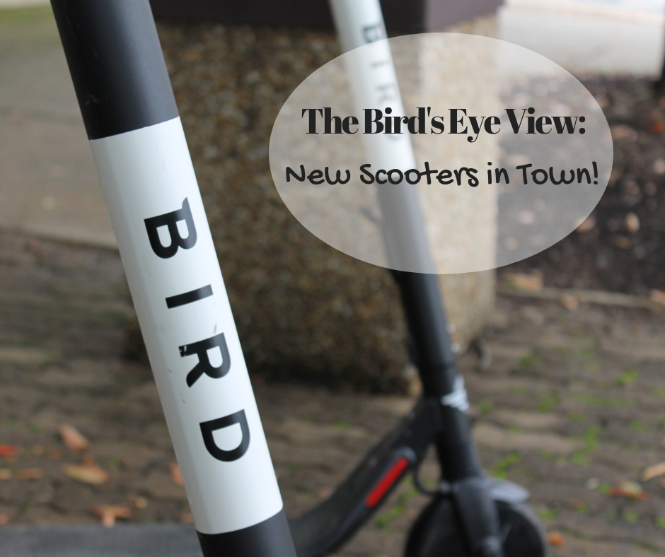 Bird Scooters | Harrisonburg Homes Team